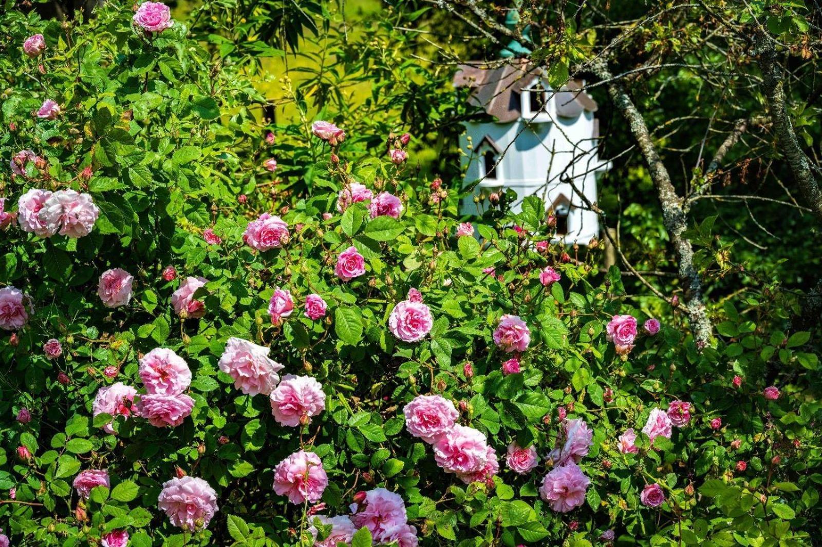 Ebony Cottage Tenbury Wells Exterior foto